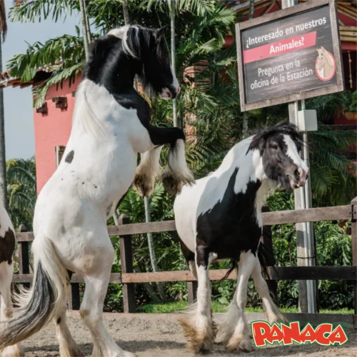 Panaca