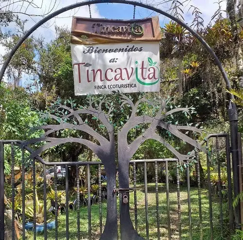 Tincavita